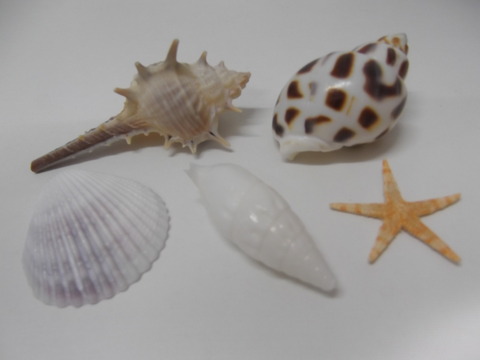 DSCF8237