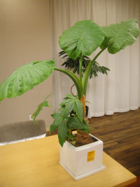 観葉植物