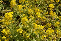DSC00763