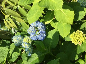 IMG_0730