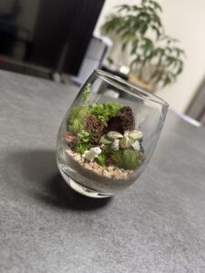 テラリウムの魅力